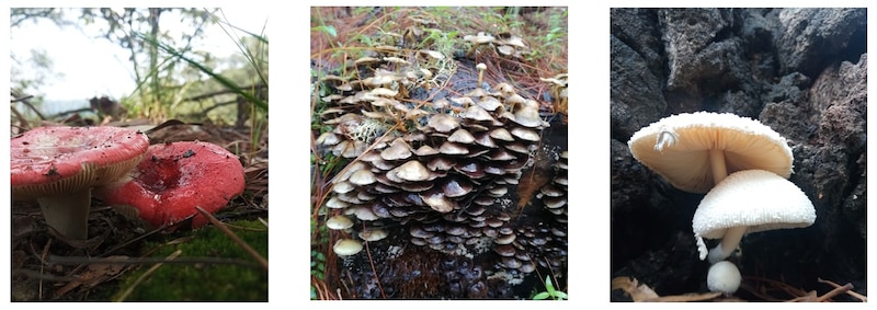 Variedades de hongos silvestres