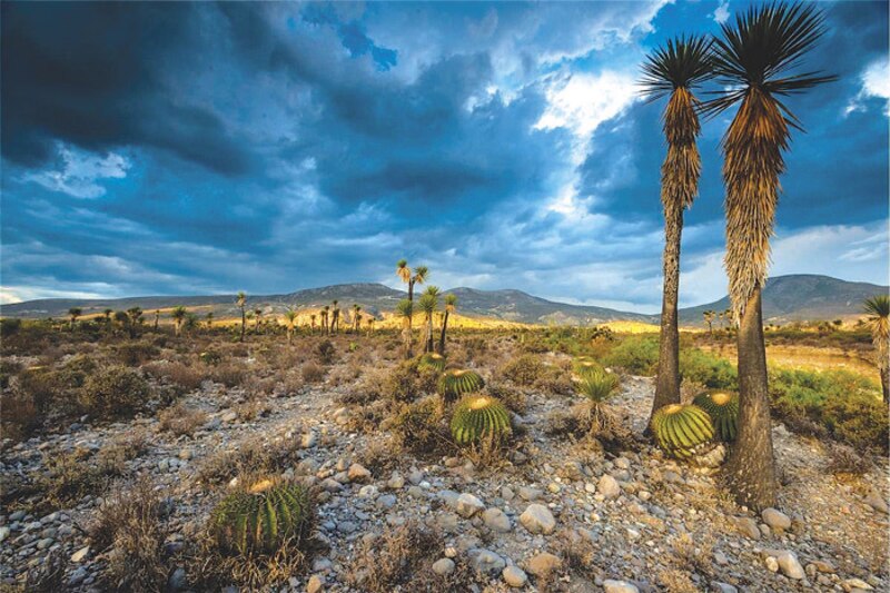 Un paisaje árido con cactus y montañas al fondo
