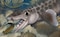 Nueva especie de tiburón antiguo hallada en la mayor cueva del mundo
