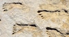 Nuevas pruebas de presencia humana en América hace más de 21 mil años