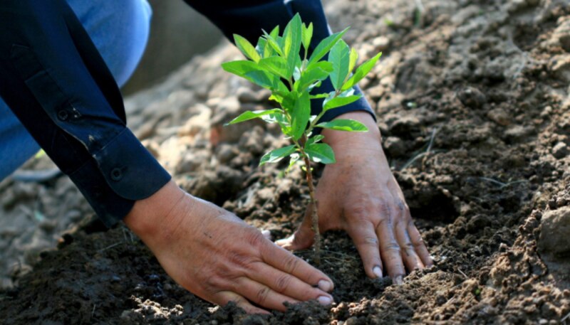 Cómo plantar un árbol