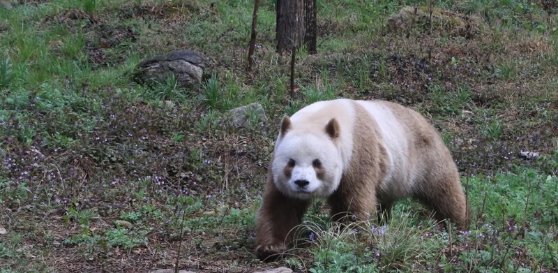 Oso panda marrón