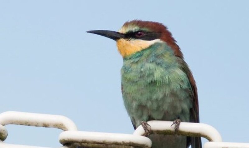 Abejarruco europeo