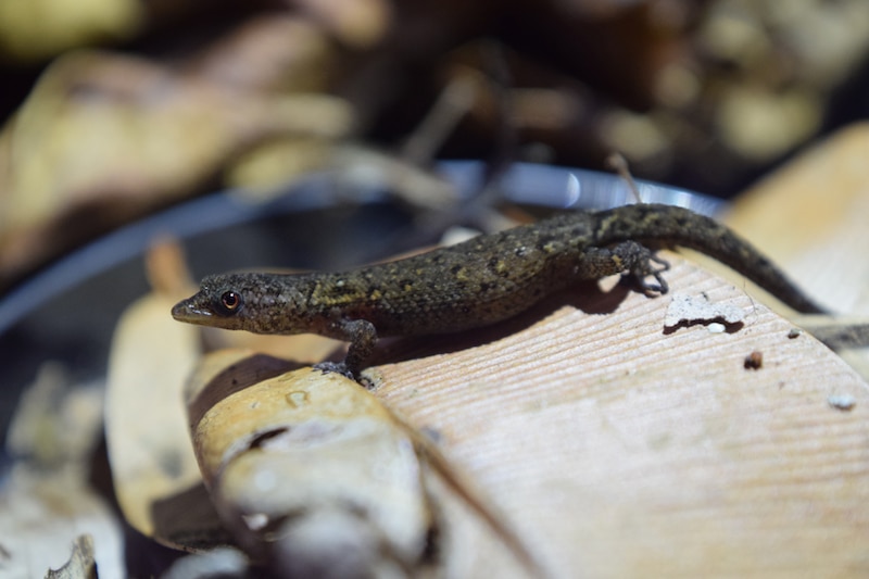 Un pequeño lagarto marrón se arrastra sobre una roca