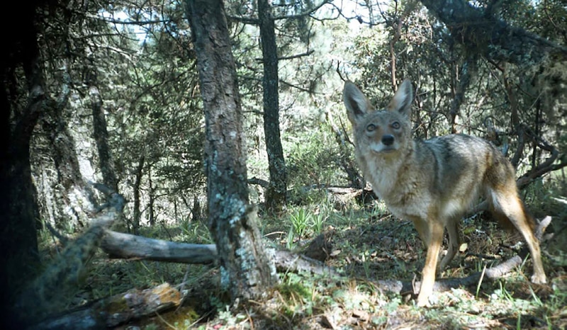 Coyote en el bosque