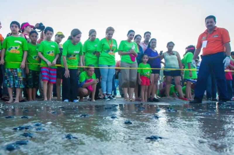 Liberación de tortugas marinas en la playa