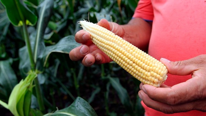 El maíz, un cultivo importante en México