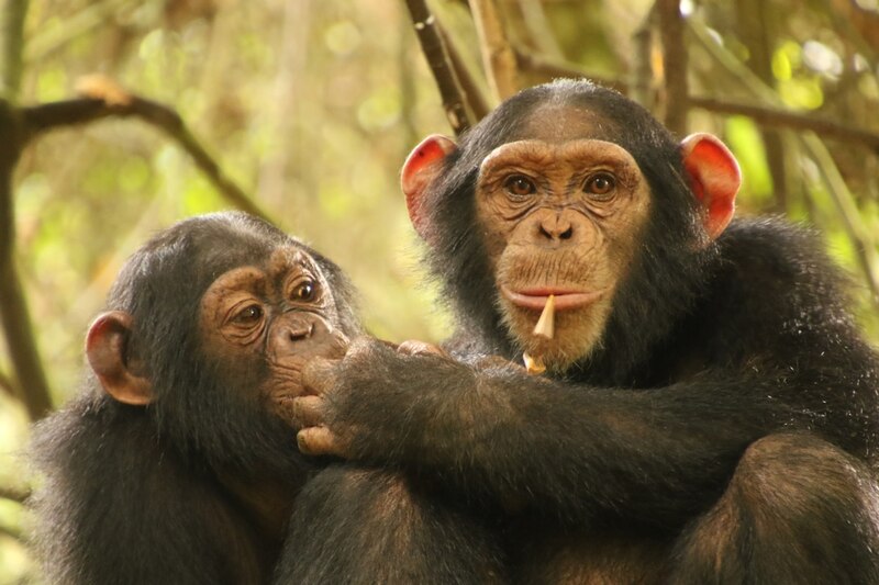 Chimpancés en la selva