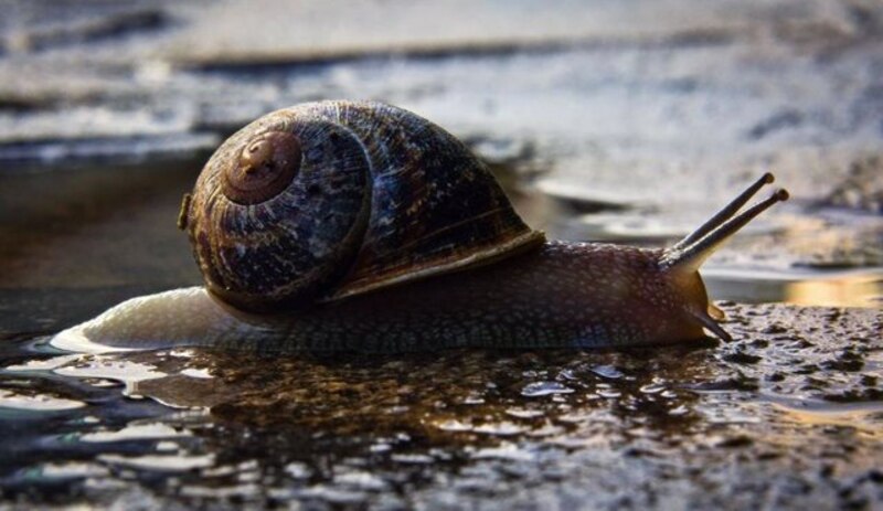 Caracol en el agua