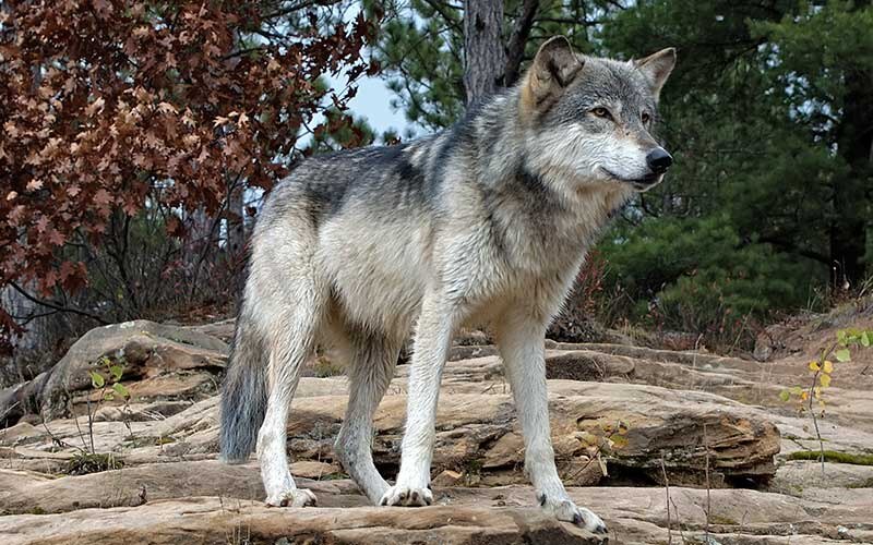 Lobo gris mexicano