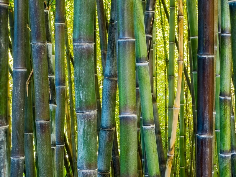 Un denso bosque de bambú.