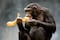 Los chimpancés ingieren etanol que hay en las frutas  equivalente a dos copas cada día