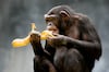 Los chimpancés ingieren etanol que hay en las frutas  equivalente a dos copas cada día