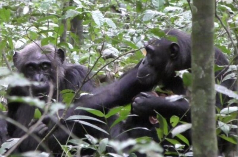 Chimpancés en la selva