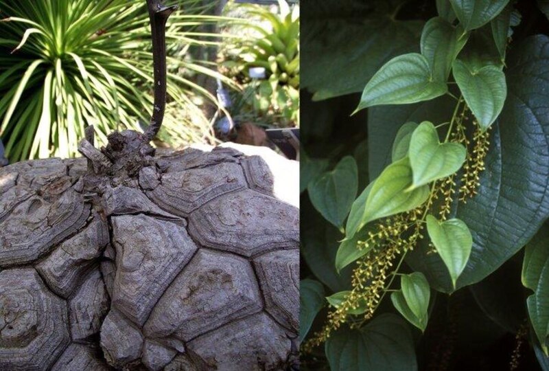 La planta de la tortuga