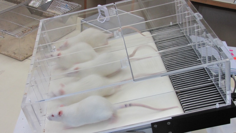 Ratas de laboratorio en una cinta rodante