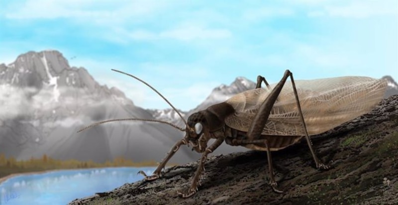 Un grillo gigante prehistórico