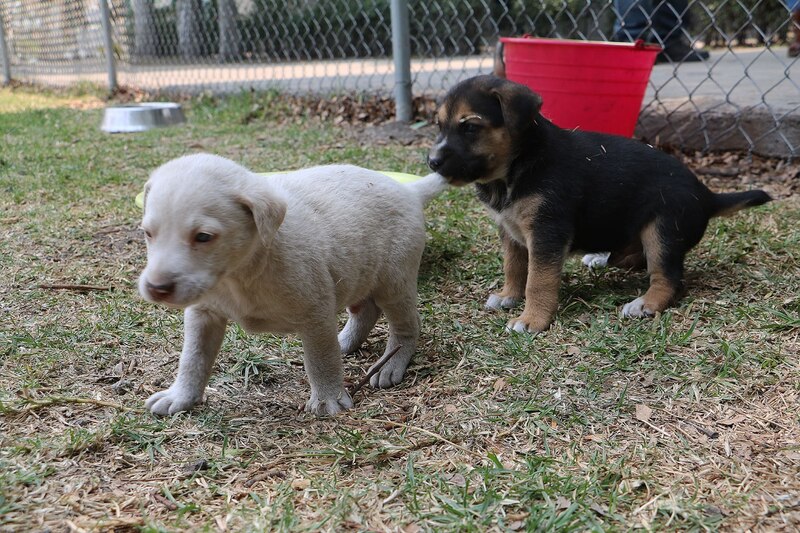 Dos cachorros jugando en el jardín