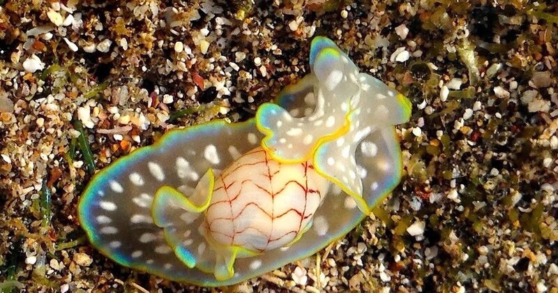 Una babosa de mar se arrastra por la arena