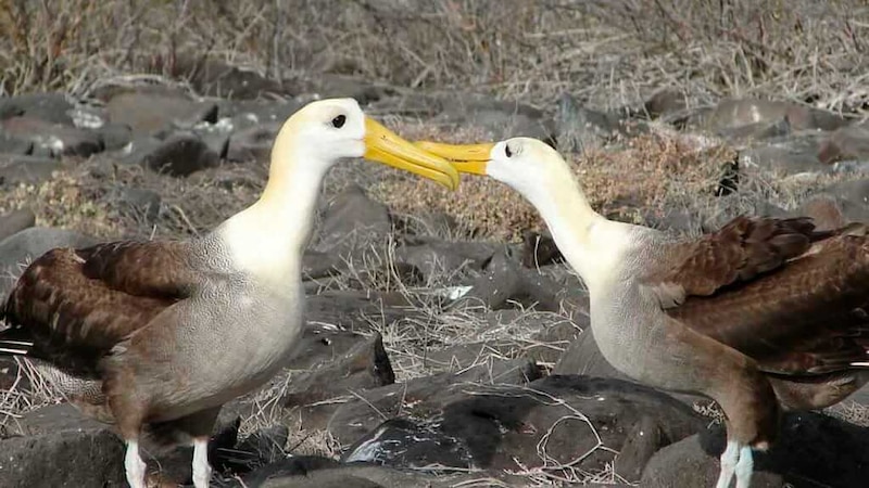 Albatros enamorados