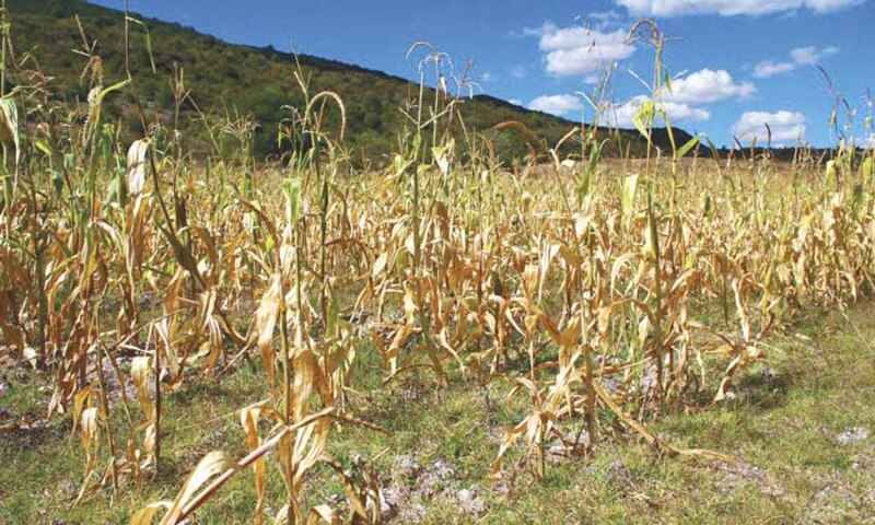 Sequía en el campo
