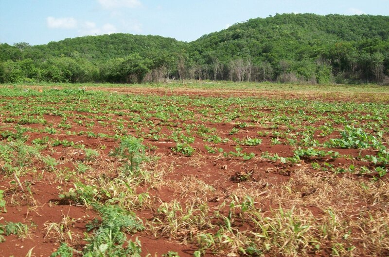 Siembra de yuca en ladera