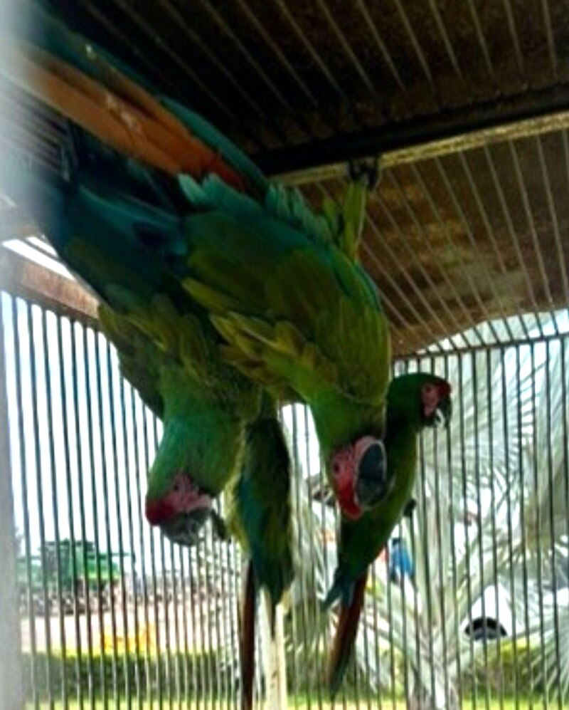 Guacamayas enjauladas