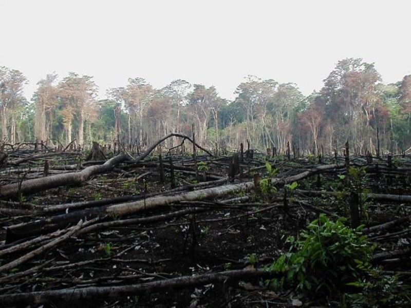 La deforestación en la Amazonía