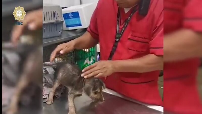 Perrito callejero recibe ayuda de un veterinario