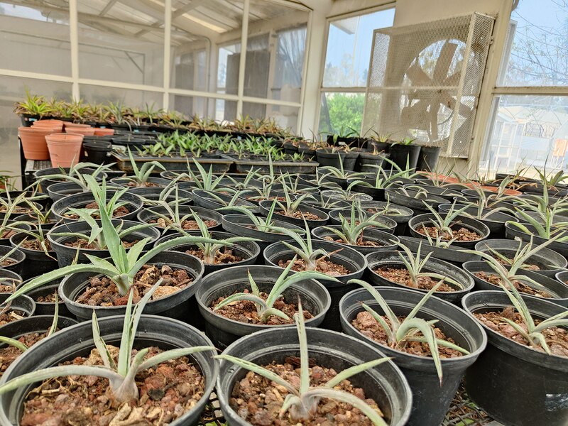 Pequeños agaves en macetas