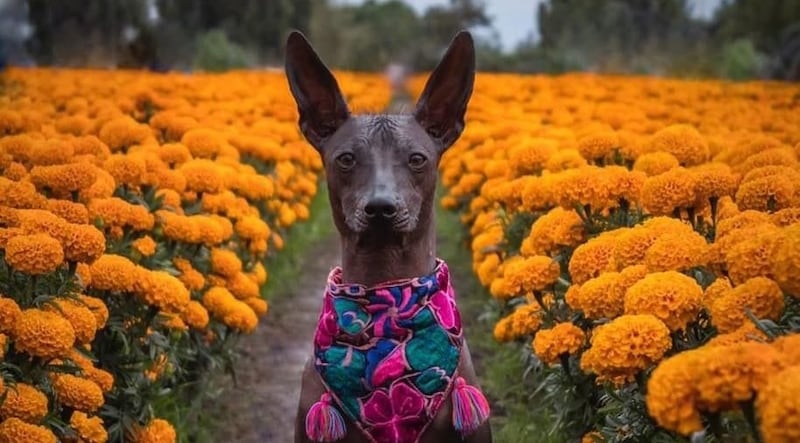 Un perro Xoloitzcuintle posando de frente con un fondo de flores de cempasúchil