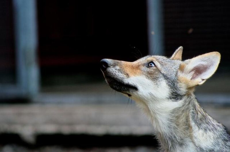 Lobo aullando