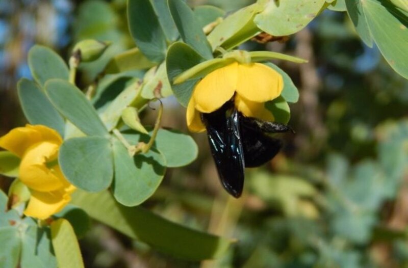 Abeja azul en flor amarilla