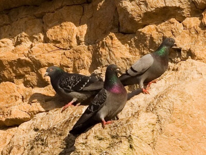 Palomas en la cornisa