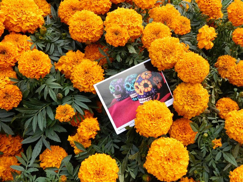 Cementerio con flores de cempasúchil
