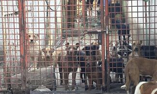 En CDMX no existe censo de albergues de animales; legisladores urgen vigilar su operación