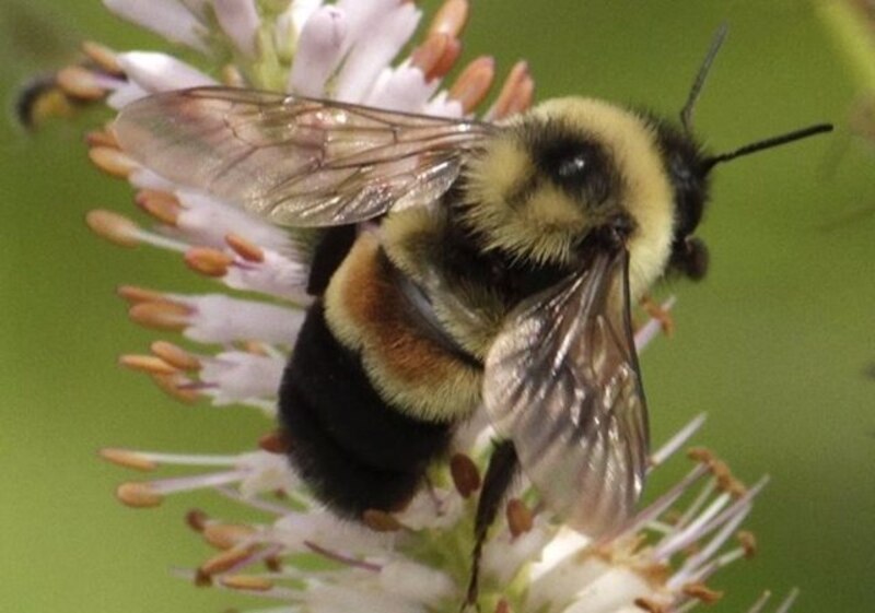Abejorro en una flor