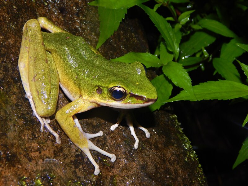 Rana verde en la selva