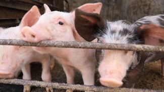 Refrenda Jalisco liderazgo nacional en producción pecuaria