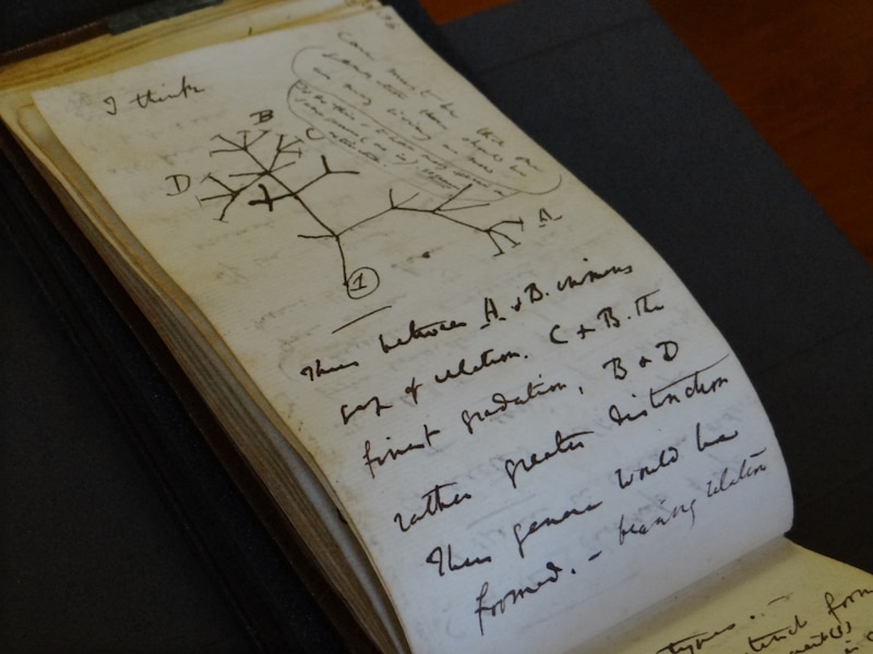 Charles Darwin's Tree of Life