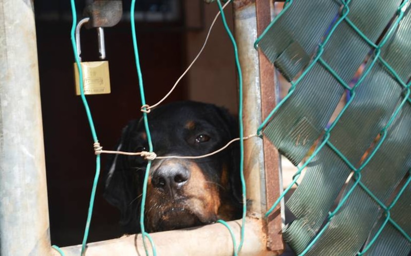 Perro tras las rejas