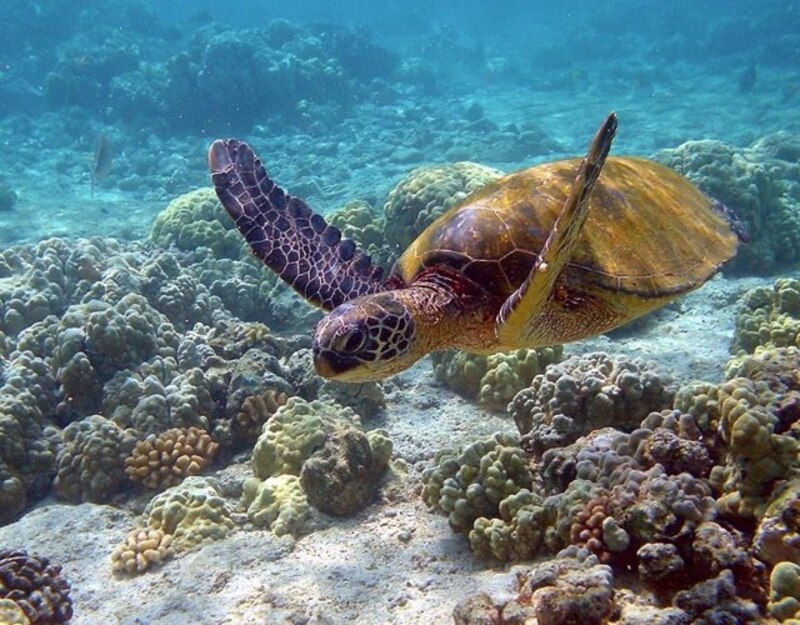 Tortuga marina nadando sobre un arrecife de coral