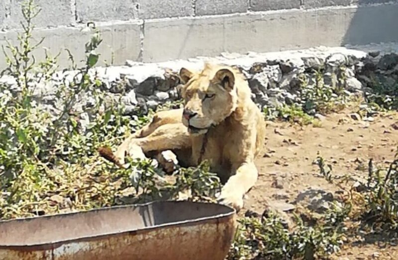 León descansando en un zoológico