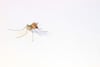 Encuentran mosquitos en Islandia: ¿Qué significa y por qué genera preocupación? 