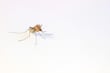 Encuentran mosquitos en Islandia: ¿Qué significa y por qué genera preocupación? 