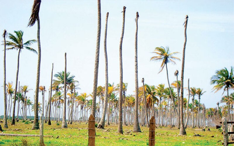 Palmeras en hilera