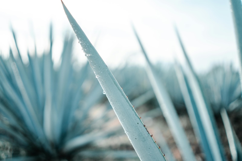 Investigadores de la UAG exponen proyecto sobre vinazas tequileras en el Encuentro Nacional de AMIDIQ 2024