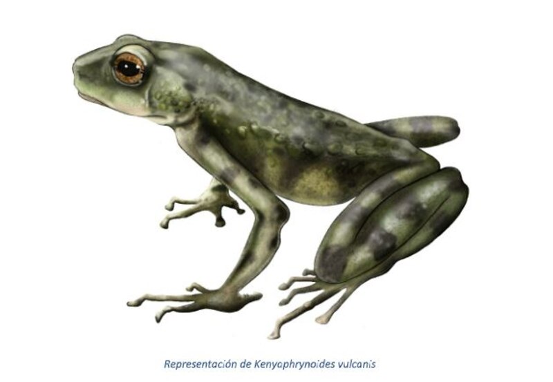 Representación de Kenyphrynoides volcanicus