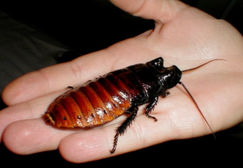 ¡Mira esta cucaracha gigante!