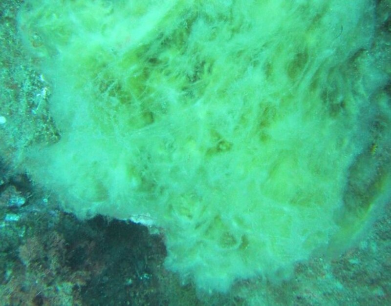 Bola de moco verde